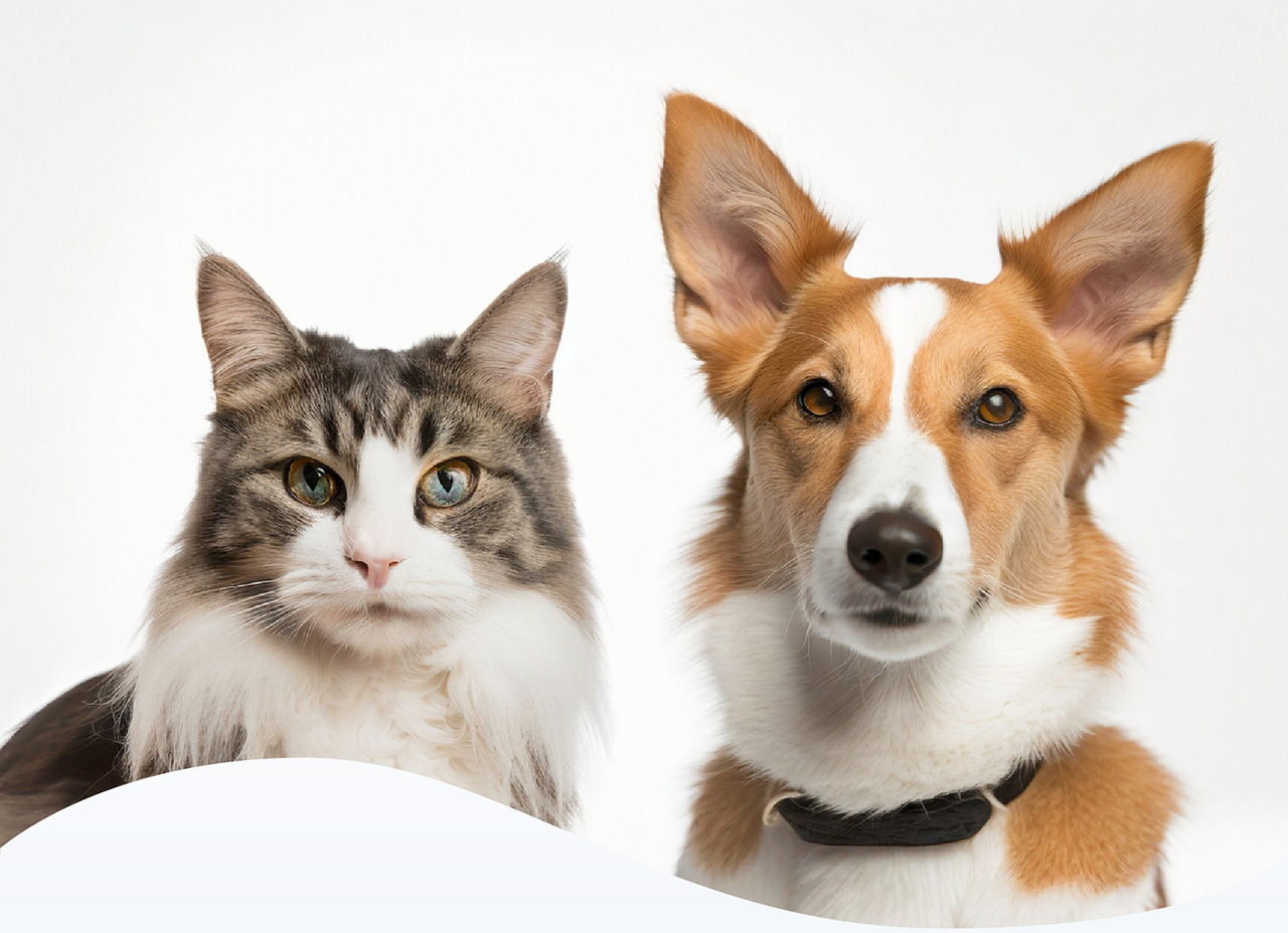 防滑性に優れ、ペット愛好家に選ばれています