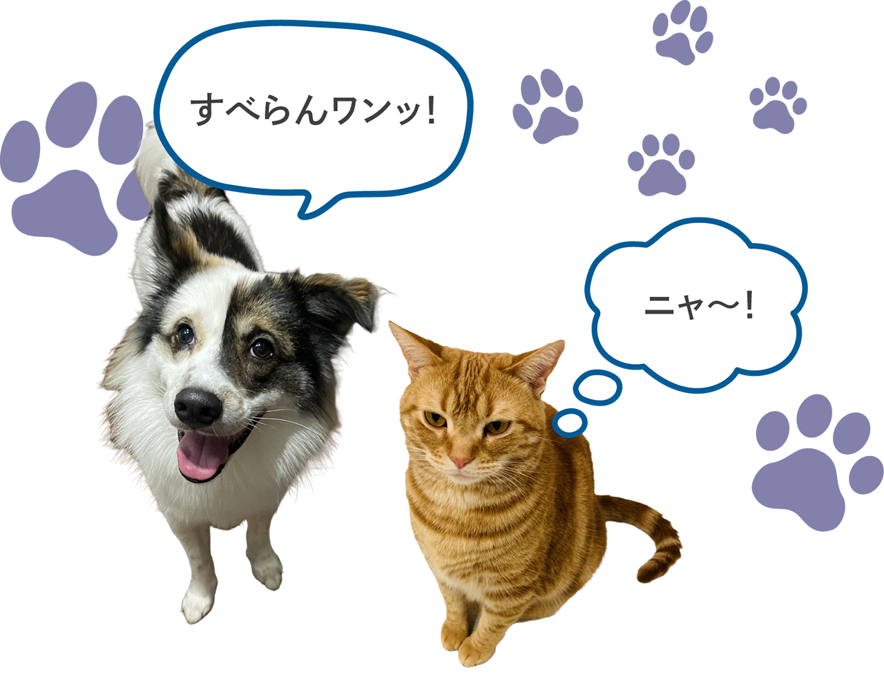 すべらんワンッ!ニャ〜!